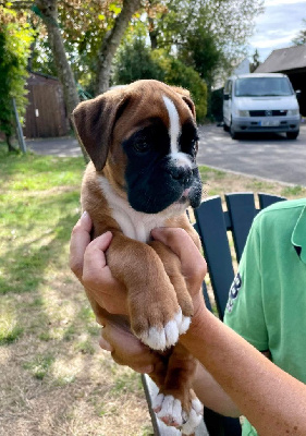 CHIOT 1